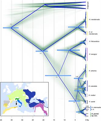 Genomic Evidence for Cryptic Speciation in Tree Frogs From the Apennine Peninsula, With Description of Hyla perrini sp. nov
